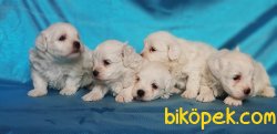 MALTESE TERRİER 5