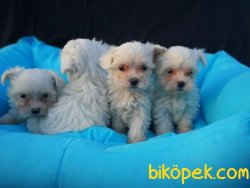 Maltese Terrier Yavrusu 1