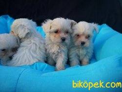 Maltese Terrier Yavrusu 2