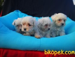 Maltese Terrier Yavrusu 3