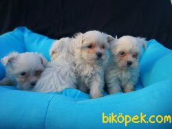 Maltese Terrier Yavrusu 4