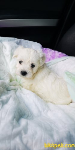 Maltese Terrier Yavrusu 3