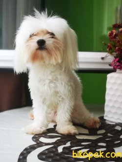 Maltese Terrier Yavrusu 2