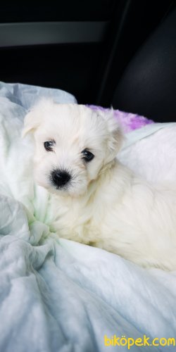 Maltese Terrier Yavrusu 4