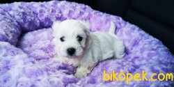 Maltese Terrier Yavrusu 1