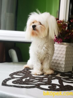 Maltese Terrier Yavrusu 5