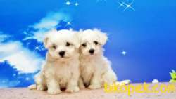 MALTESE TERRİER YAVRUSU 4