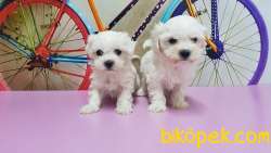 MALTESE TERRİER YAVRUSU