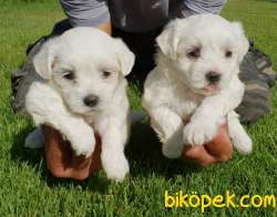 Maltese Terrier Yavrusu Profesyonel Çiftlik 3