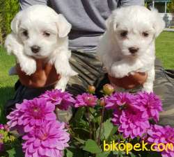 Maltese Terrier Yavrusu Profesyonel Çiftlikten Alınır 1