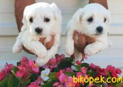 Maltese Terrier Yavrusu Profesyonel Çiftlikten Alınır 2