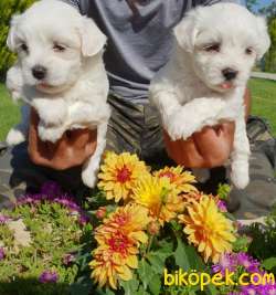 Maltese Terrier Yavrusu Profesyonel Çiftlikten Alınır 3