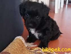 Maltese Terriyer 3
