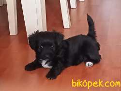 Maltese Terriyer 1