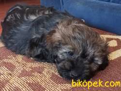 Maltese Terriyer 4
