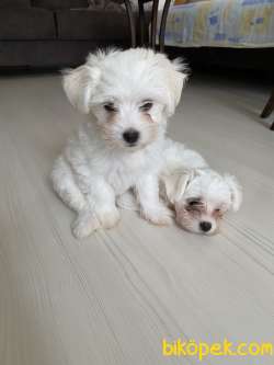 Maltese Yavrular 5
