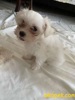 Maltese Yavrular 2