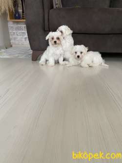 Maltese Yavrular 1