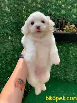 MALTESE YAVRULAR 2