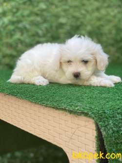 MALTESE YAVRULAR 3