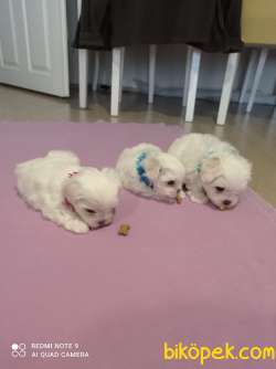 Maltese Yavruları 2