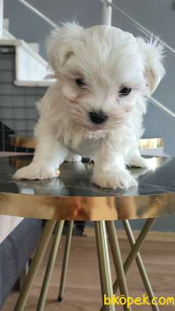 Maltese Yavrulari 2