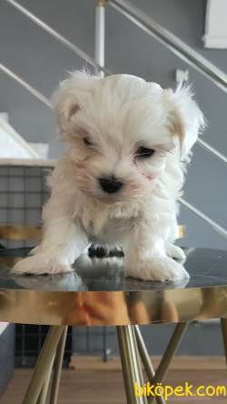 Maltese Yavrulari 1