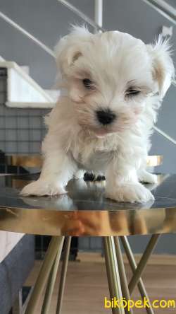 Maltese Yavrulari 4