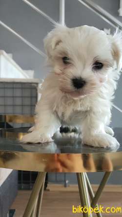 Maltese Yavrulari 3