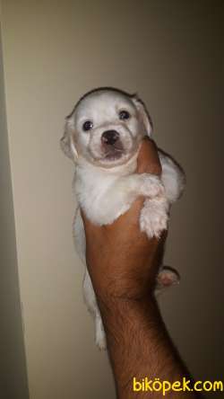 MALTESE YAVRULARI 2
