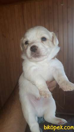 MALTESE YAVRULARI 1