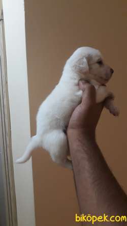 MALTESE YAVRULARI 3