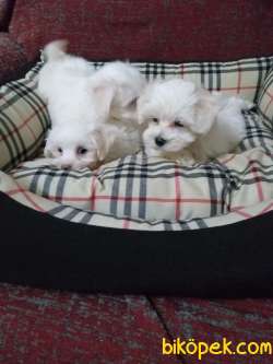 MALTESE YAVRULARI DENİZLİ 2
