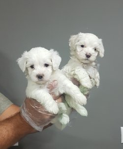 Maltese Yavruları Pamuk Şekeri 2