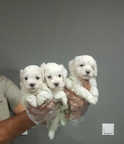 Maltese Yavruları Pamuk Şekeri 1