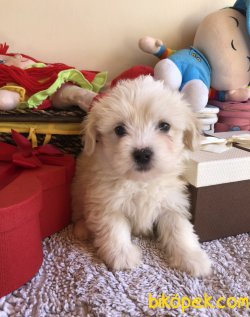 Maltese Yavrularımız 2