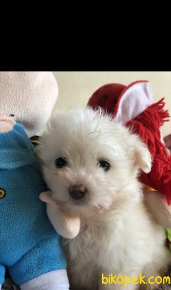 Maltese Yavrularımız 1