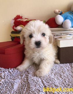 Maltese Yavrularımız 3