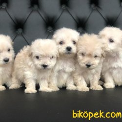 Maltese Yavrularimiz 1
