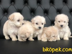 Maltese Yavrularimiz 2