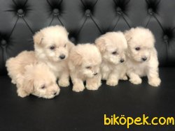 Maltese Yavrularimiz 3