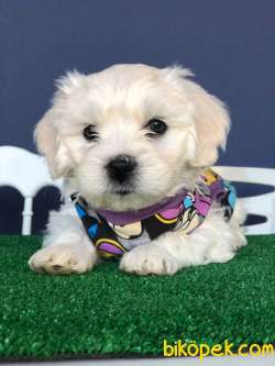 MALTESE YAVRULARIMIZ 2