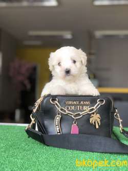 Maltese Yavrularımız Gelmiştir 3