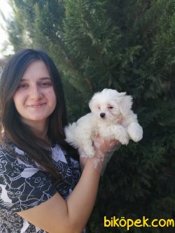 Maltese Yavrularımız Mini Boy 1