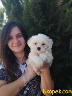Maltese Yavrularımız Mini Boy 4