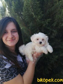 Maltese Yavrularımız Mini Boy 3