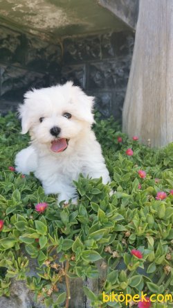Maltese Yavrumuz 1