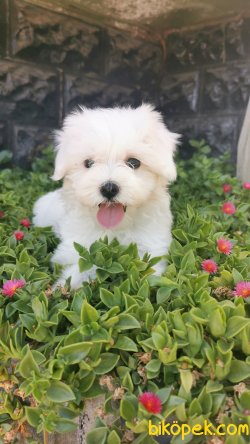 Maltese Yavrumuz 3