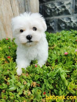 Maltese Yavrumuz 2