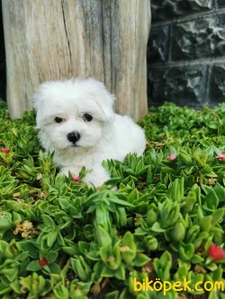 Maltese Yavrumuz 5